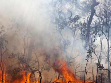 Tips for managing your respiratory condition this Bushfire season